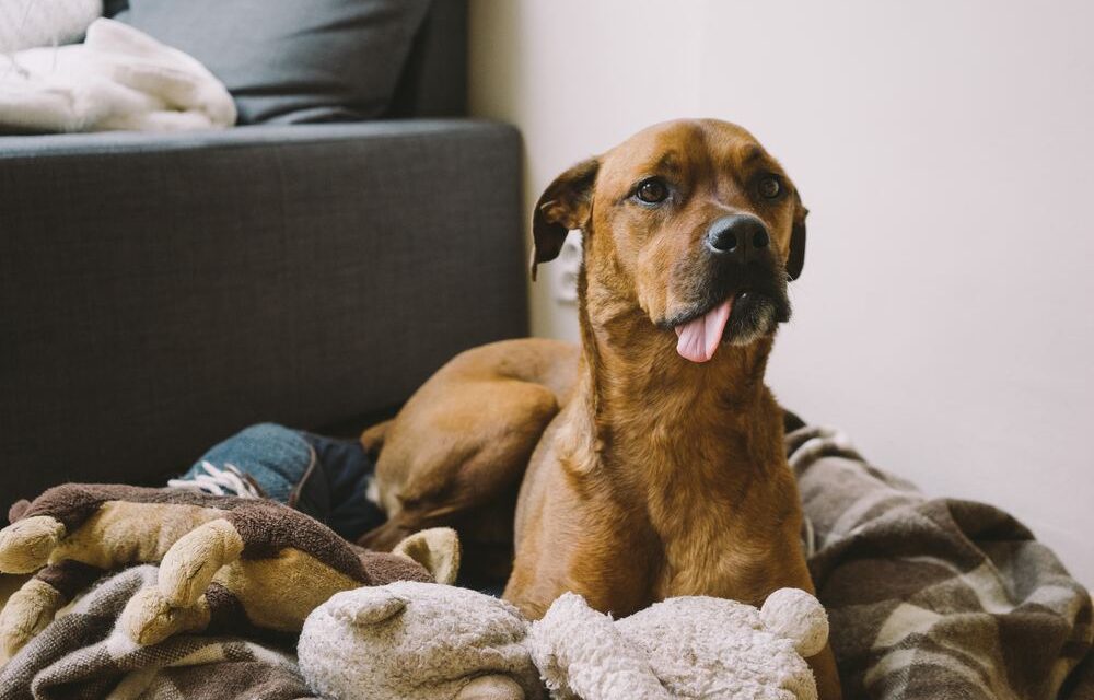 Vad ska man göra om hunden dominerar gosedjur?